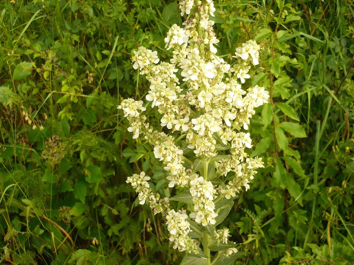 Verbascum lychnitis f. album (Scrophulariaceae)